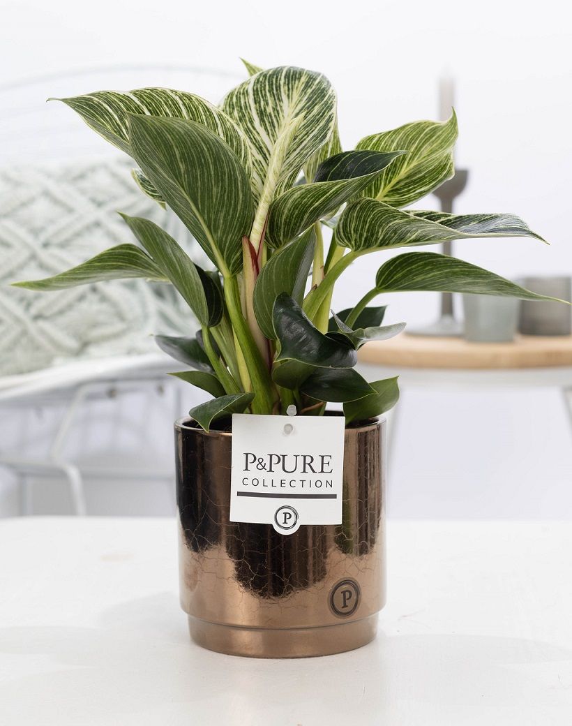Philodendron scandens 35cm 12cm Pot