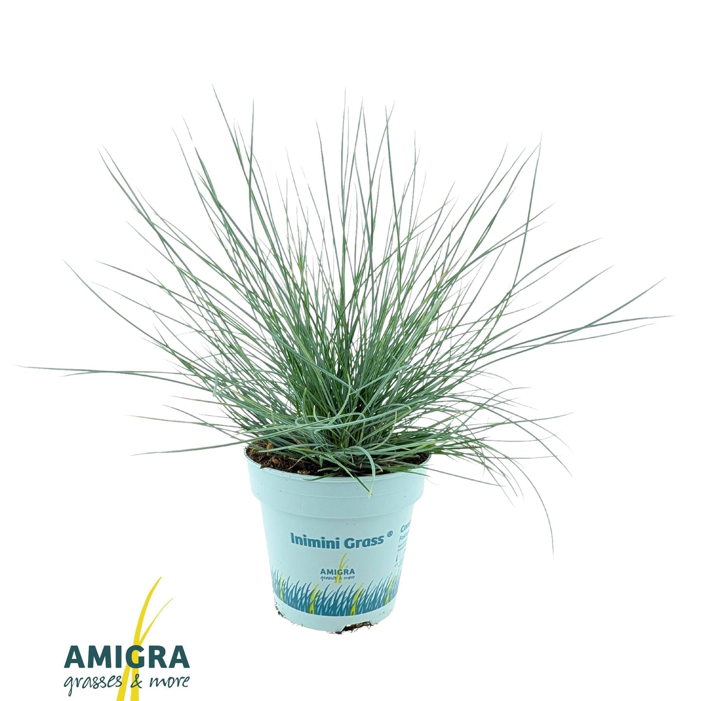 Festuca Compacta Blue 25cm 510cm Pot