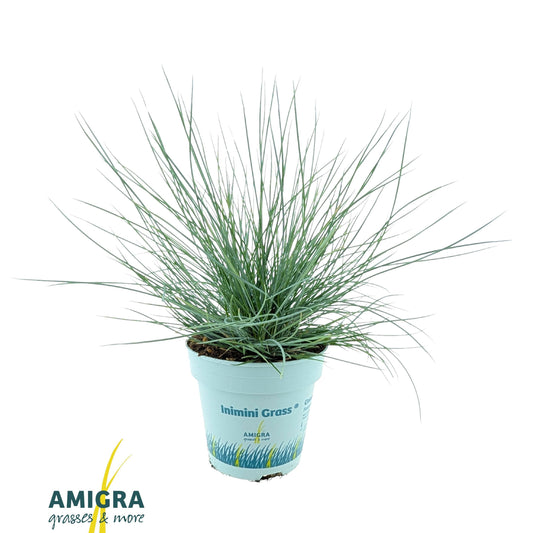 Festuca Compacta Blue 25cm 510cm Pot