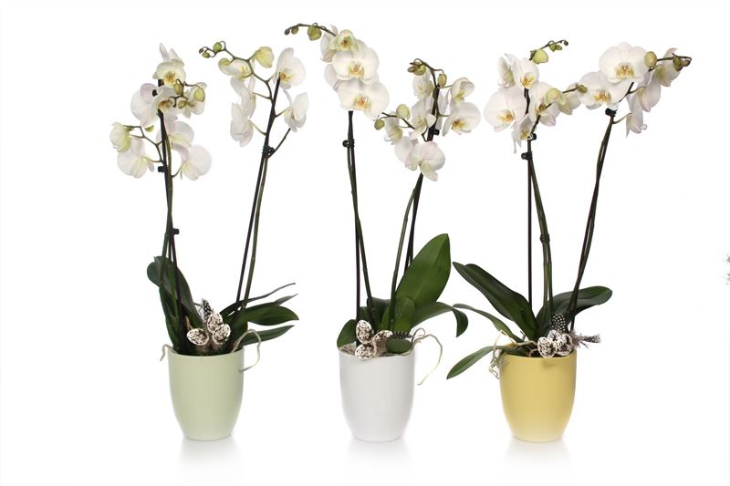 Phalaenopsis white 55cm 12cm Pot