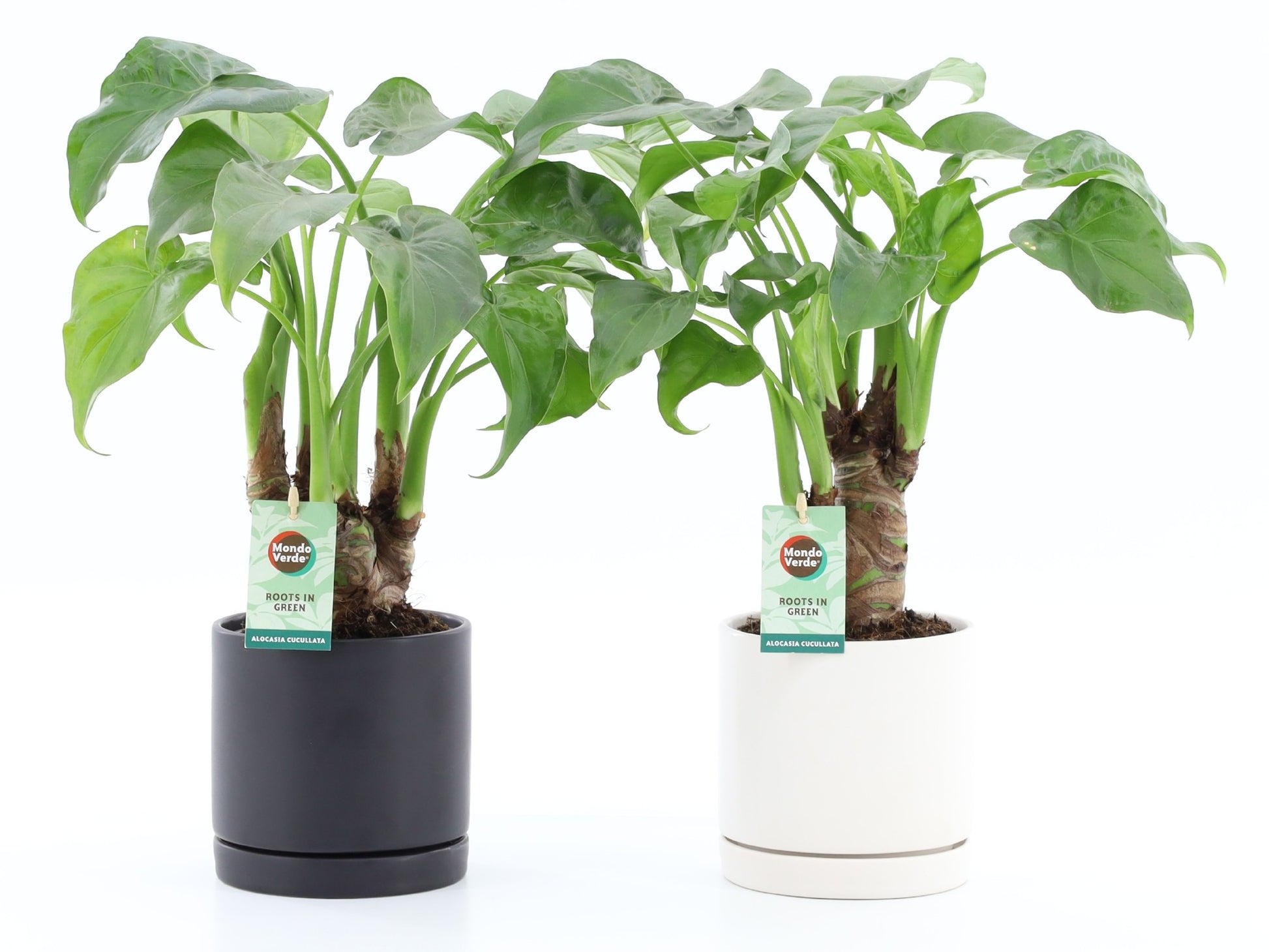 Alocasia cucullata 50cm 13cm Pot
