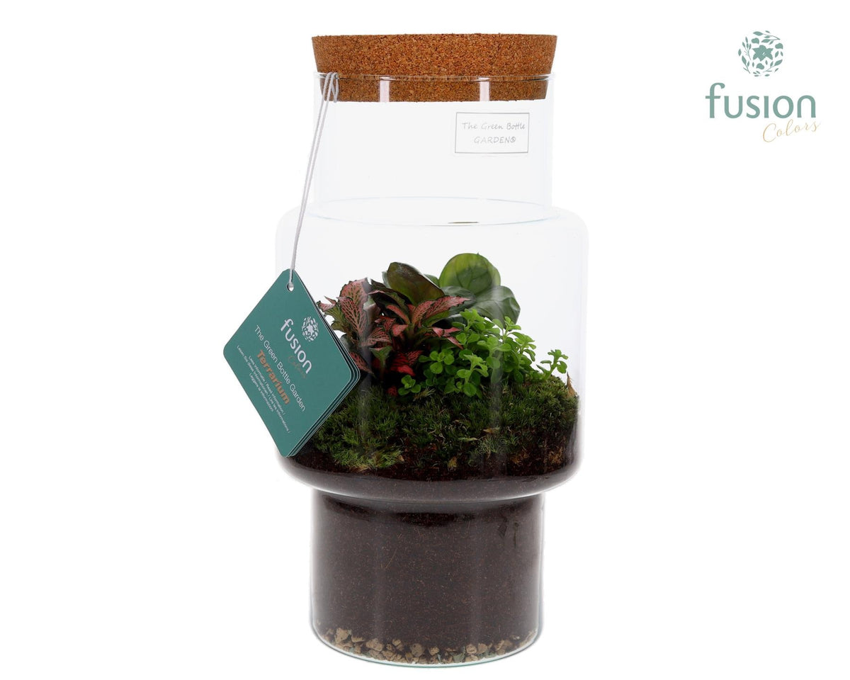 Green Bottle Sara Medium met Terrarium arrangement 29cm 16cm Pot