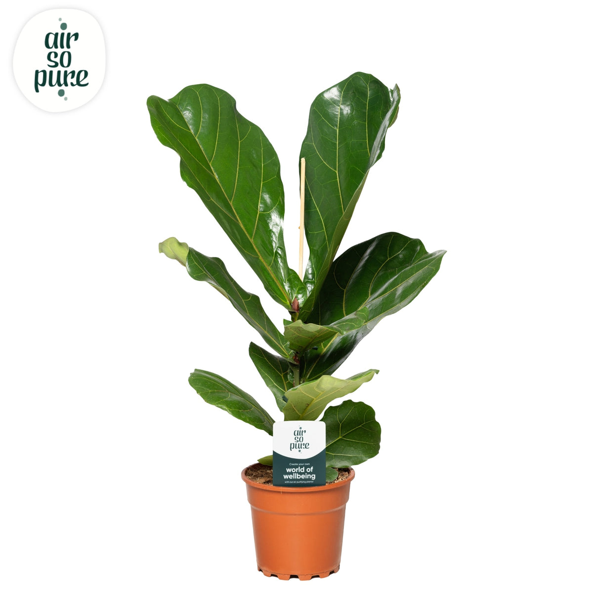Ficus lyrata 75cm 17cm Pot