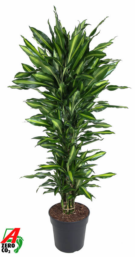 Dracaena frag. Cintho branched 170cm 31cm Pot