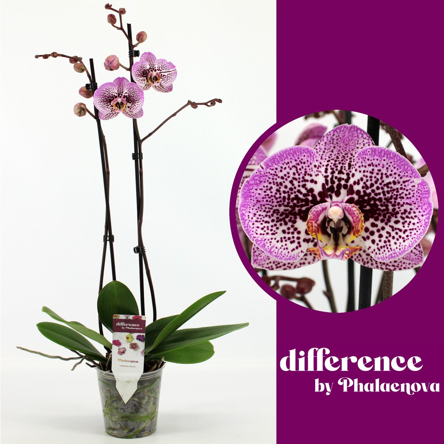 Phalaenopsis Andorra 70cm 12cm Pot