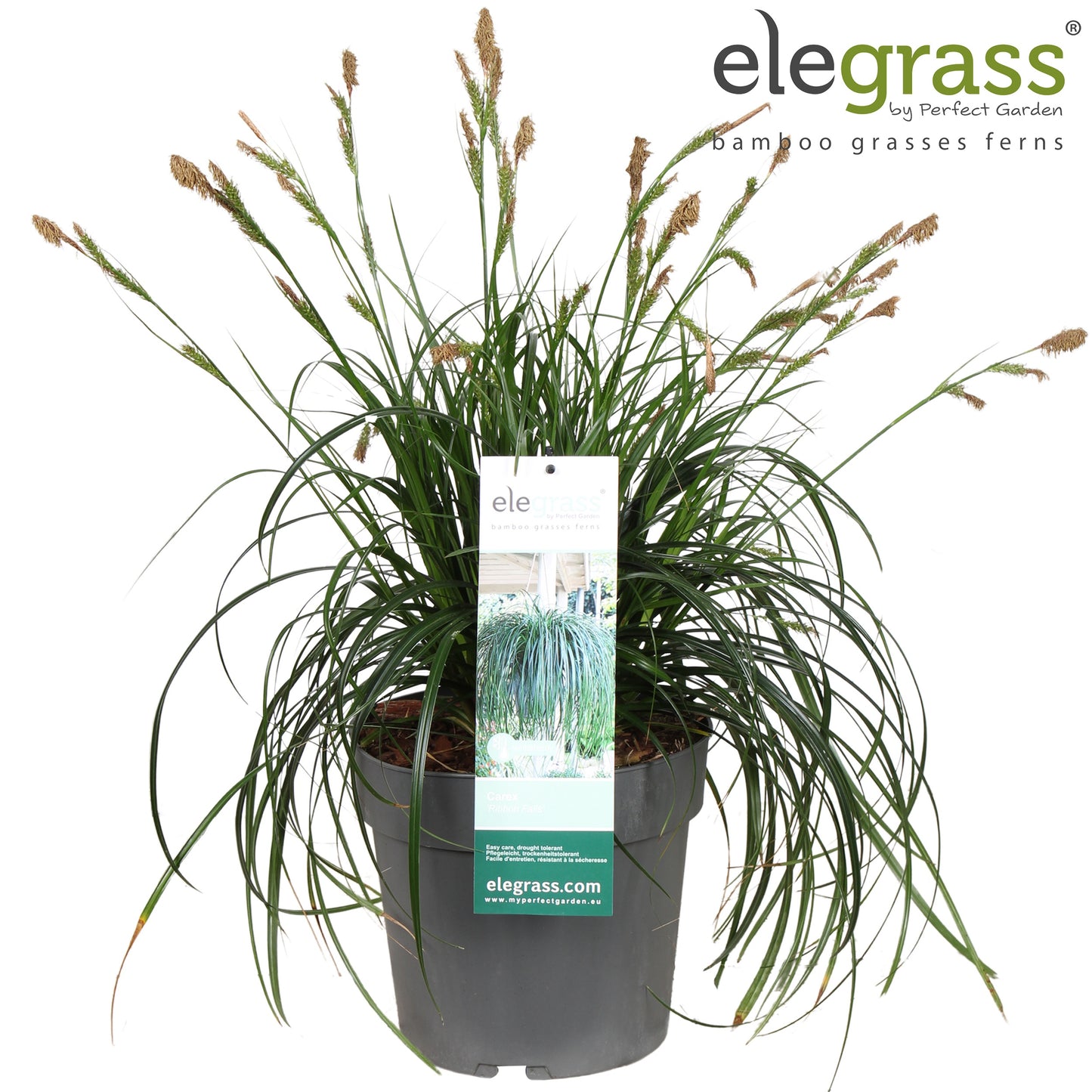 Carex oshimensis 55cm 23cm Pot