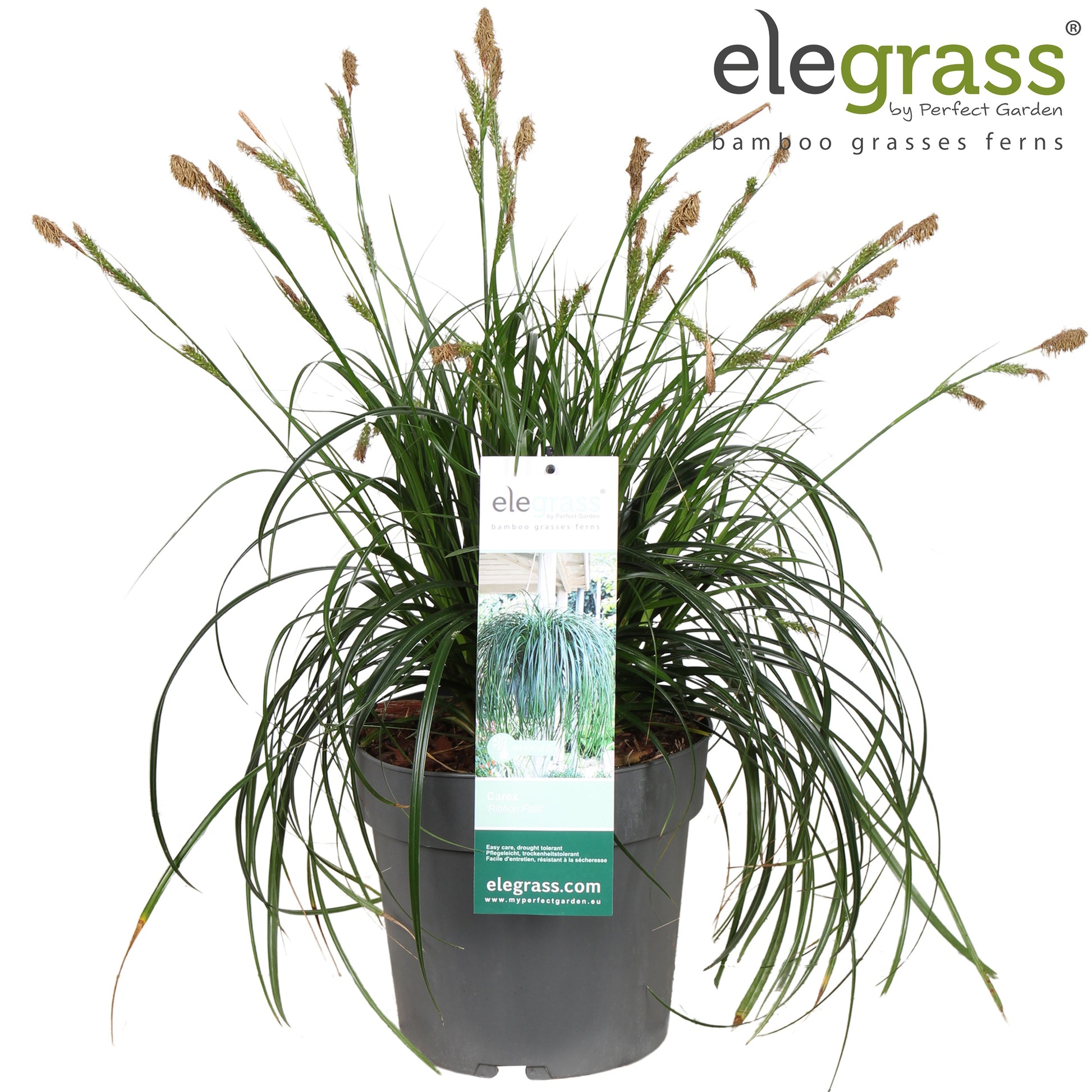 Carex oshimensis 55cm 23cm Pot