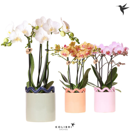 Kolibri Orchids Phalaenopsis mix 3 spike in Funky pot mix 40cm 9cm Pot