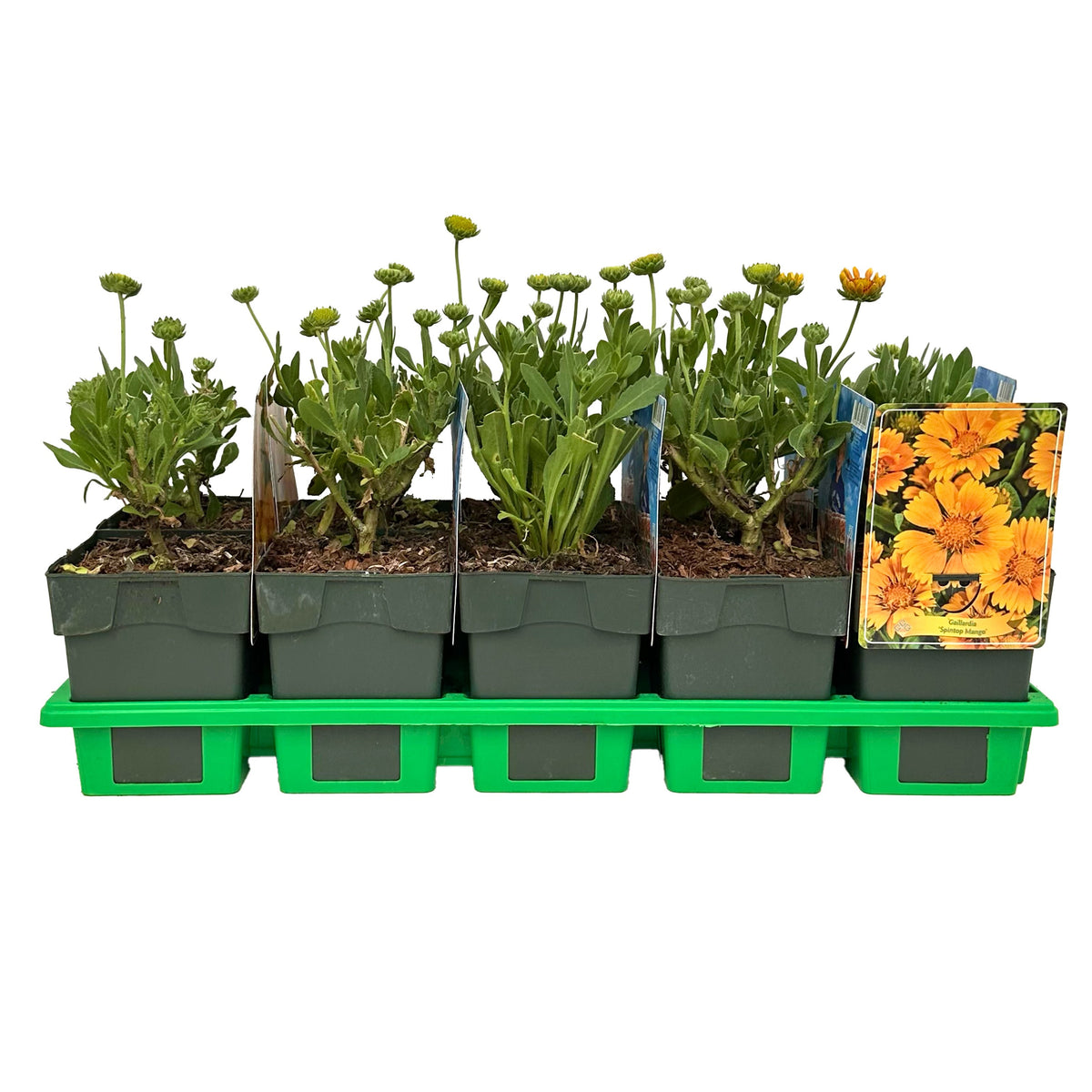 Gaillardia aristata 25cm 11cm Pot
