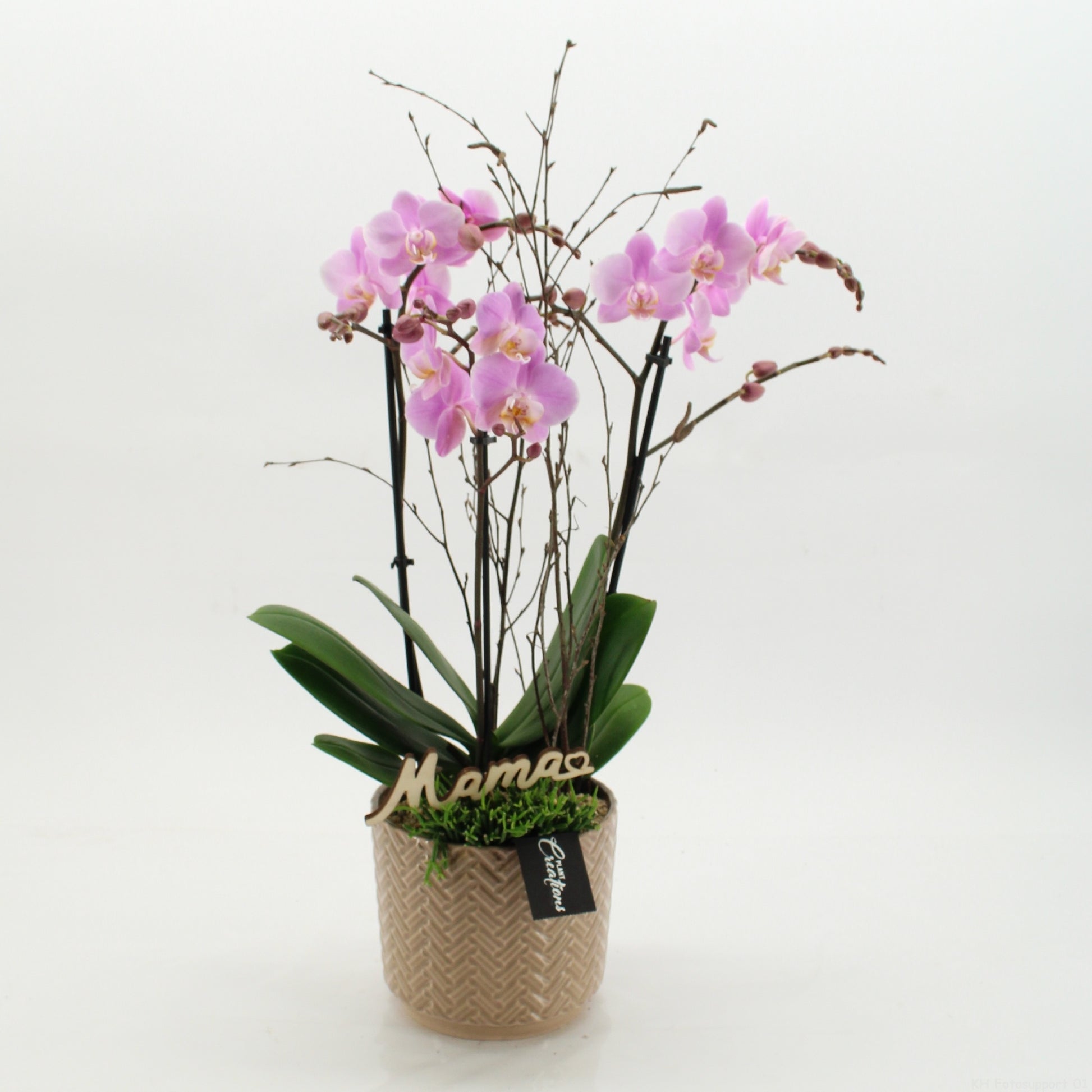 Phalaenopsis arrangement 60cm 16cm Pot