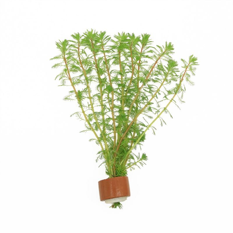 Myriophyllum red stem ( 25x25 ) 5cm 2cm Pot