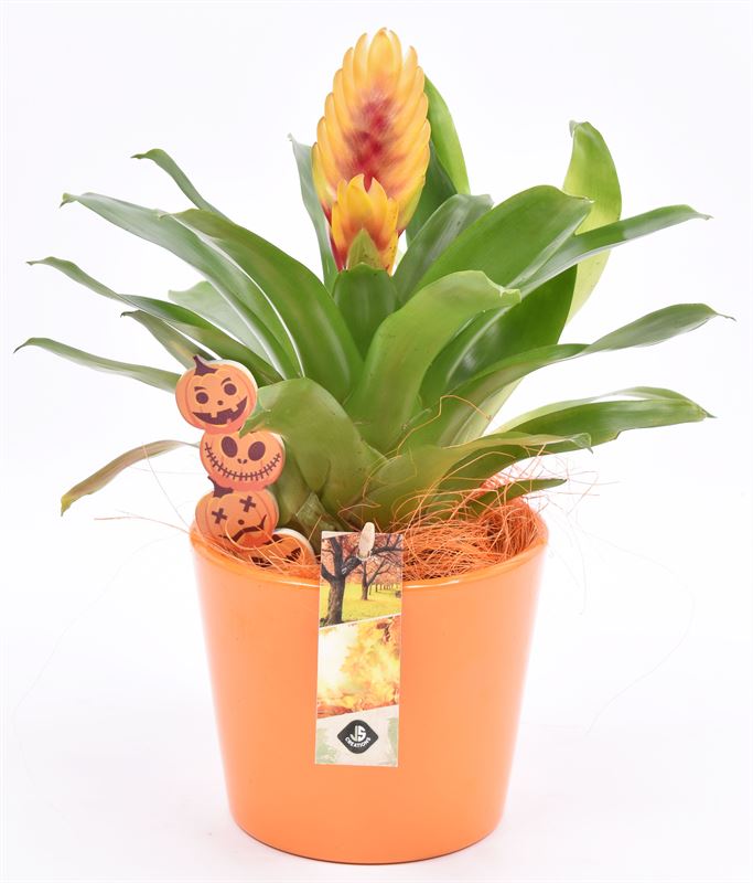 Indoor arrangement 14cm Pot