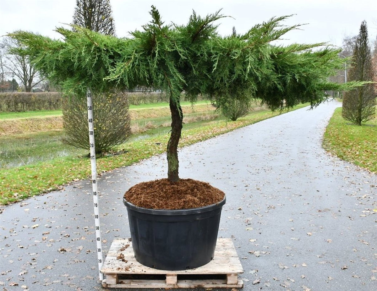 Juniperus Pfitzeriana Aurea 250cm 96cm Pot