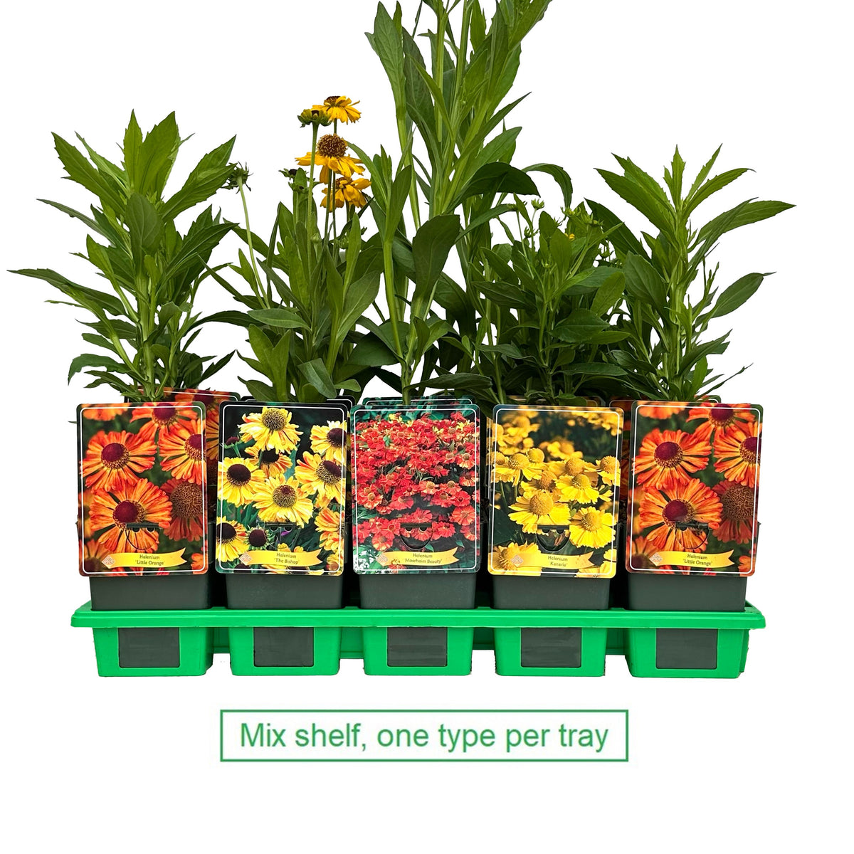 Helenium mix 25cm 11cm Pot