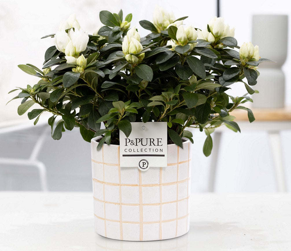 Rhododendron Vogel white 25cm 12cm Pot