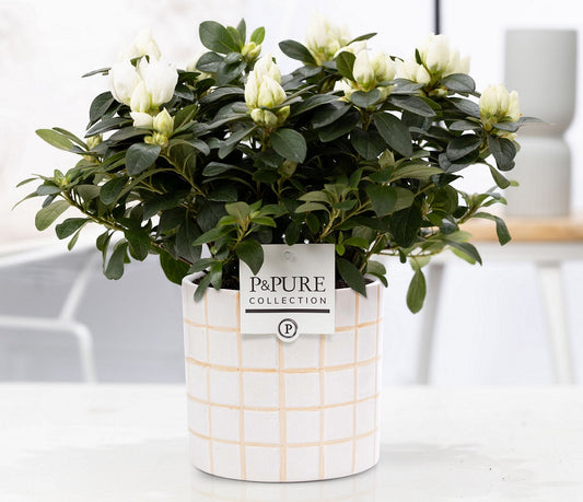 Rhododendron Vogel white 25cm 12cm Pot
