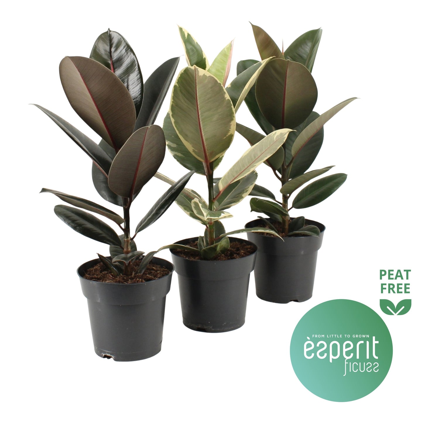 Esperit Plants Ficus elastica Pack of 6