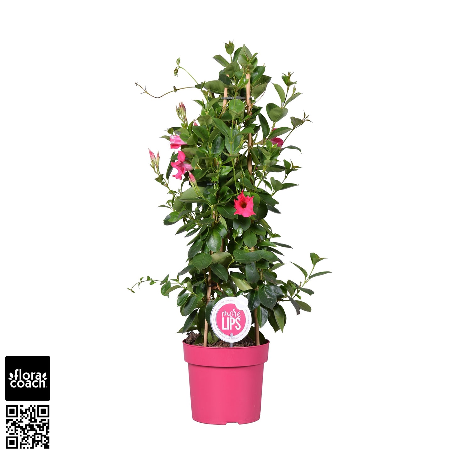 Mandevilla Pink 75cm 19cm Pot