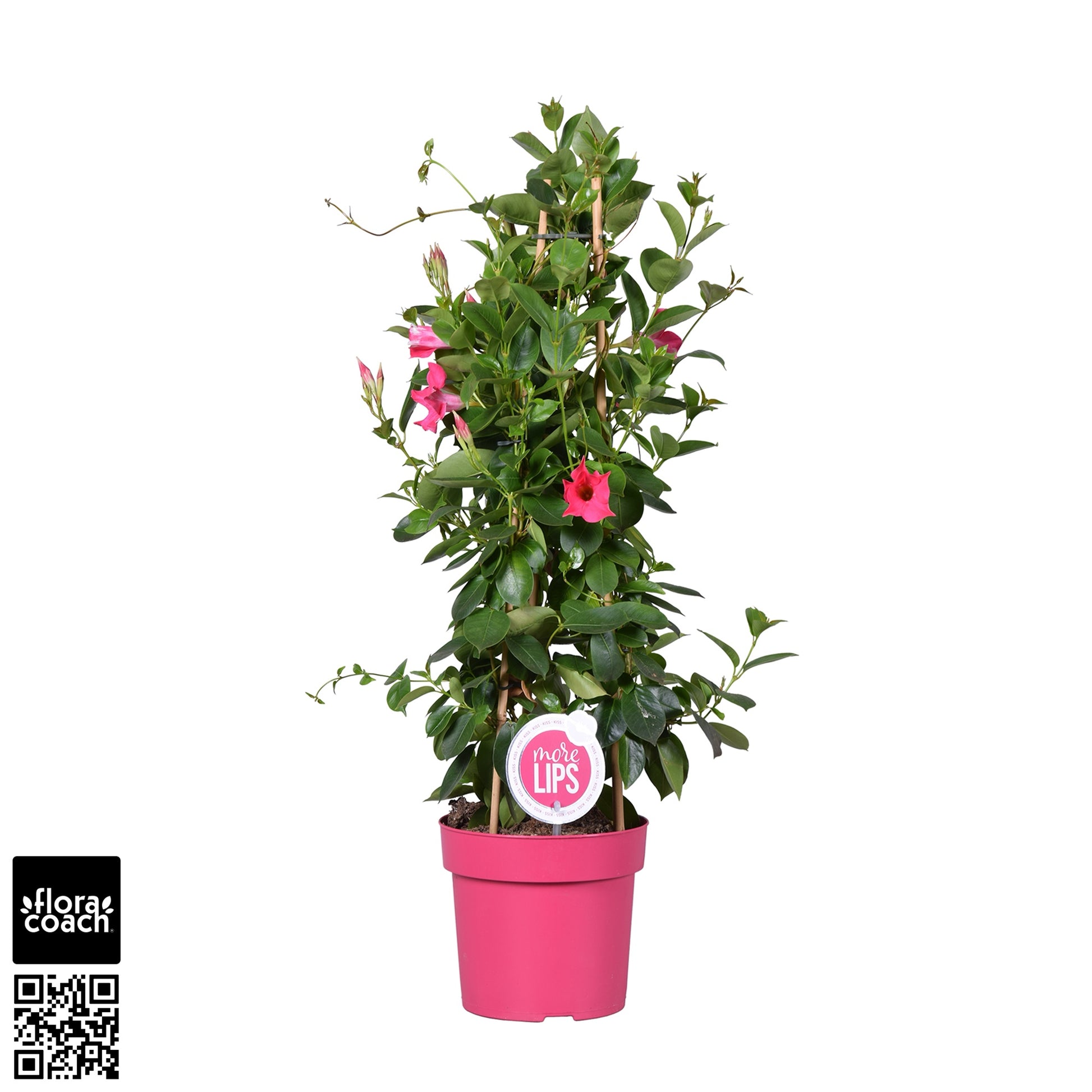 Mandevilla Pink 75cm 19cm Pot