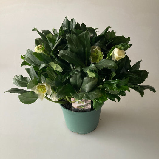 Helleborus nig. Heavenly 611cm 17cm Pot