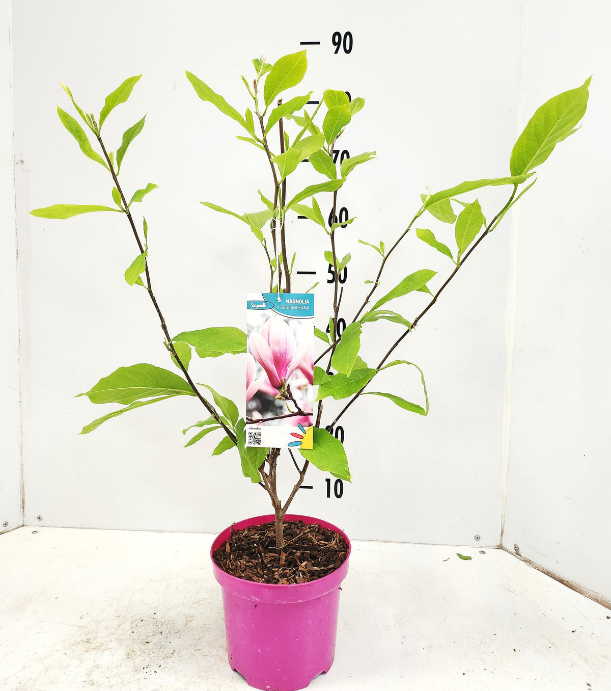 Magnolia soulangeana 70cm 19cm Pot