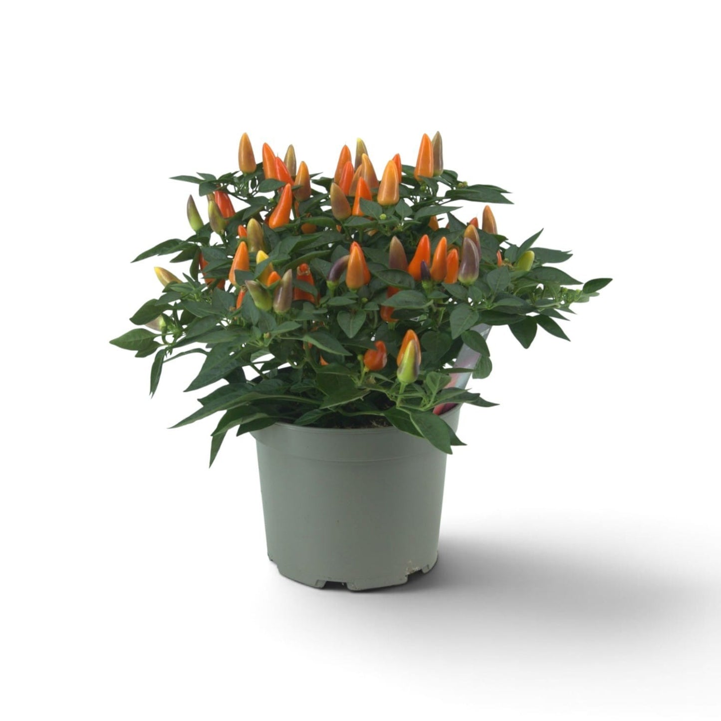 Berg, Firma P. van den Capsicum ann. Torero Orange Pack of 6