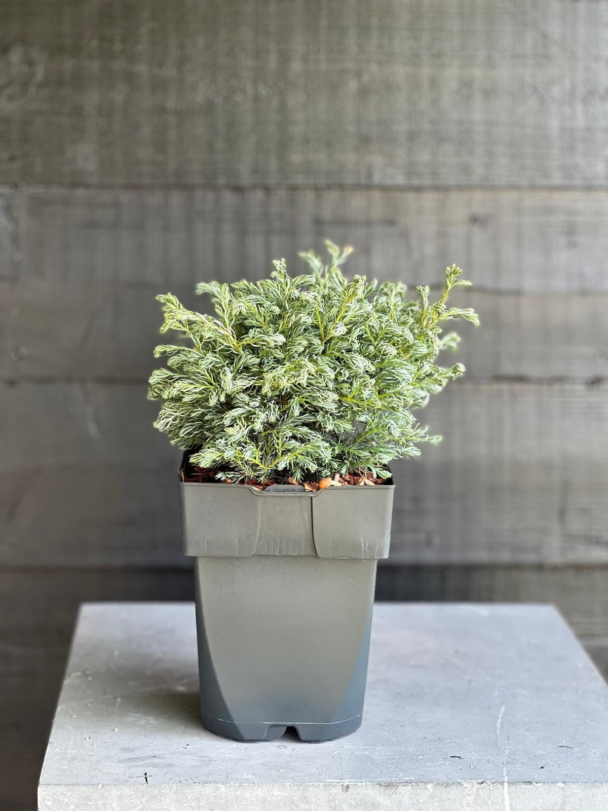 Chamaecyparis Boulevard 50cm 17cm Pot