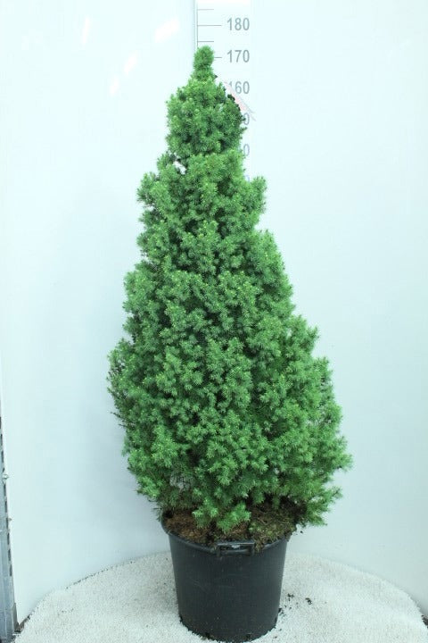 Picea glauca Conica 160cm 40cm Pot