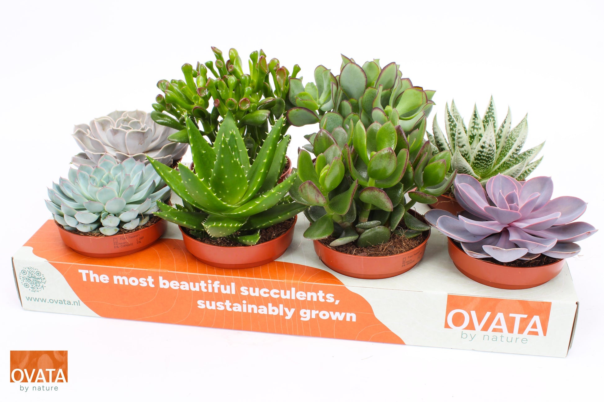 Ovata BV Succulenten mix Pack of 8