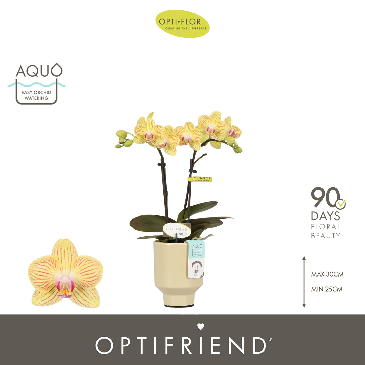 Phalaenopsis yellow 25cm 7cm Pot