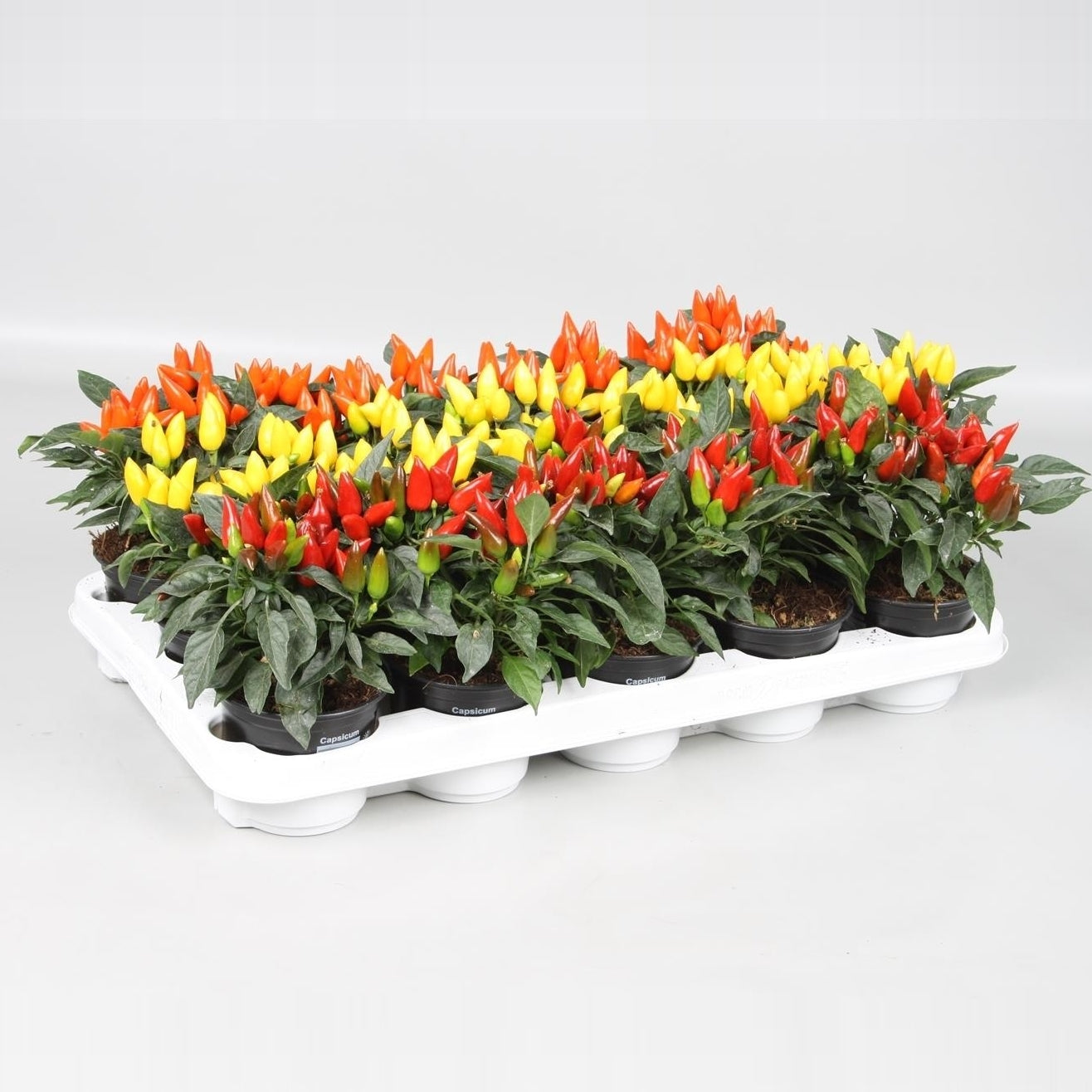 Kap-Tiegelaar. Kwekerij Capsicum annuum Salsa Pack of 15