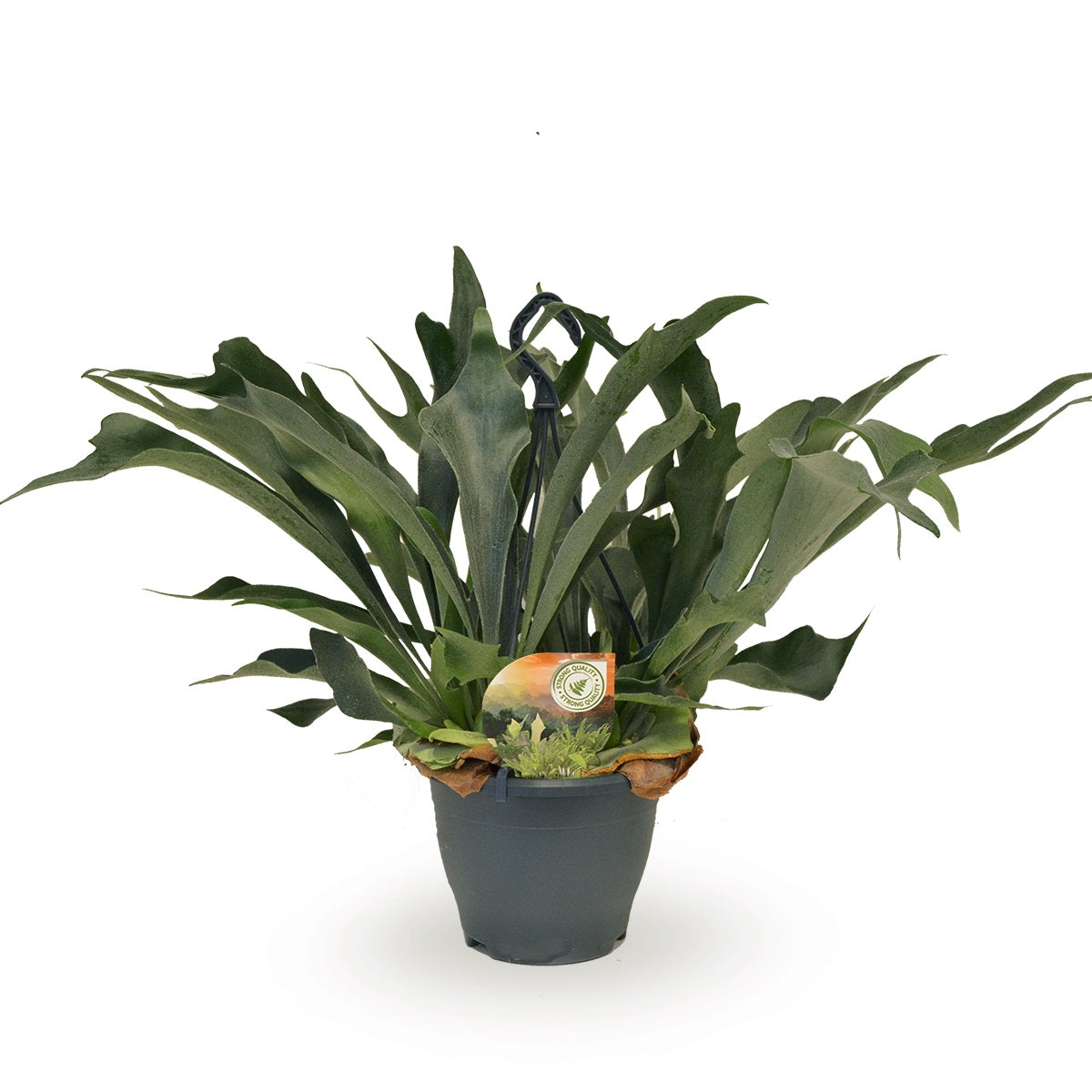 Platycerium bifurcatum 50cm 20cm Pot
