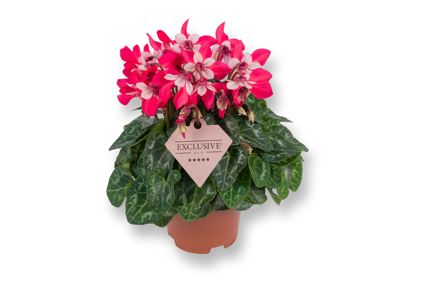 Cyclamen Djix red 20cm 10.5cm Pot