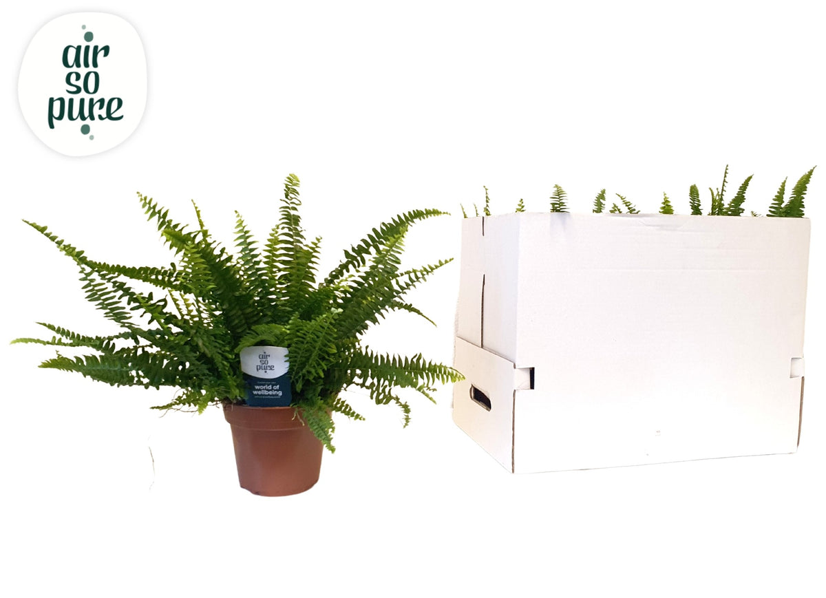 Nephrolepis Green Lady 50cm 17cm Pot