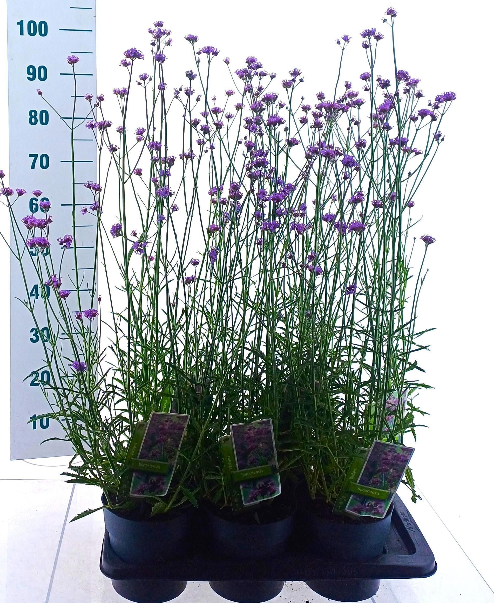 Verbena bonariensis 95cm 17cm Pot