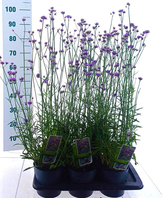 Verbena bonariensis 95cm 17cm Pot