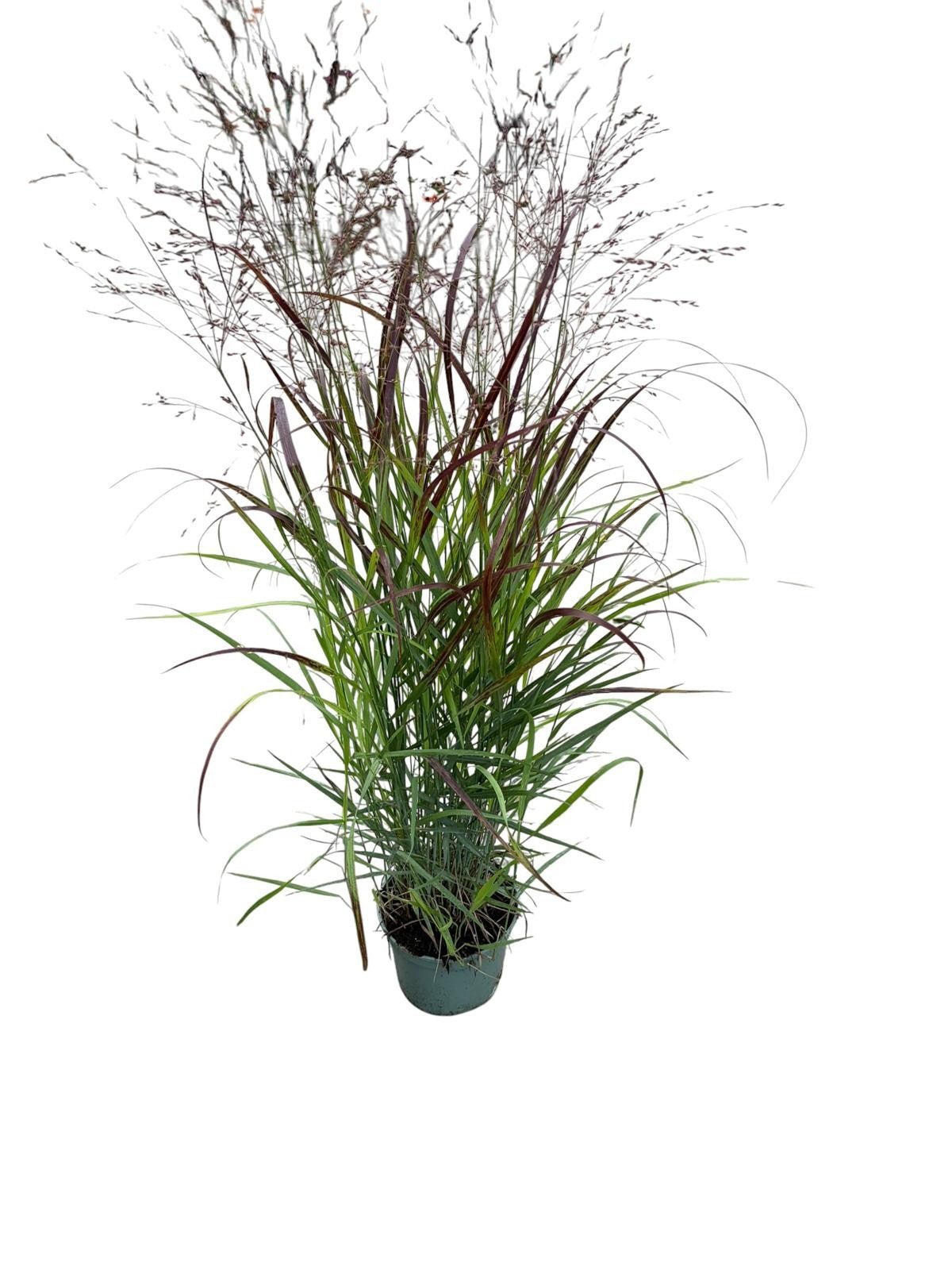Woudenberg, VOF Gebr. van Panicum Oxblood Autumn Pack of 1
