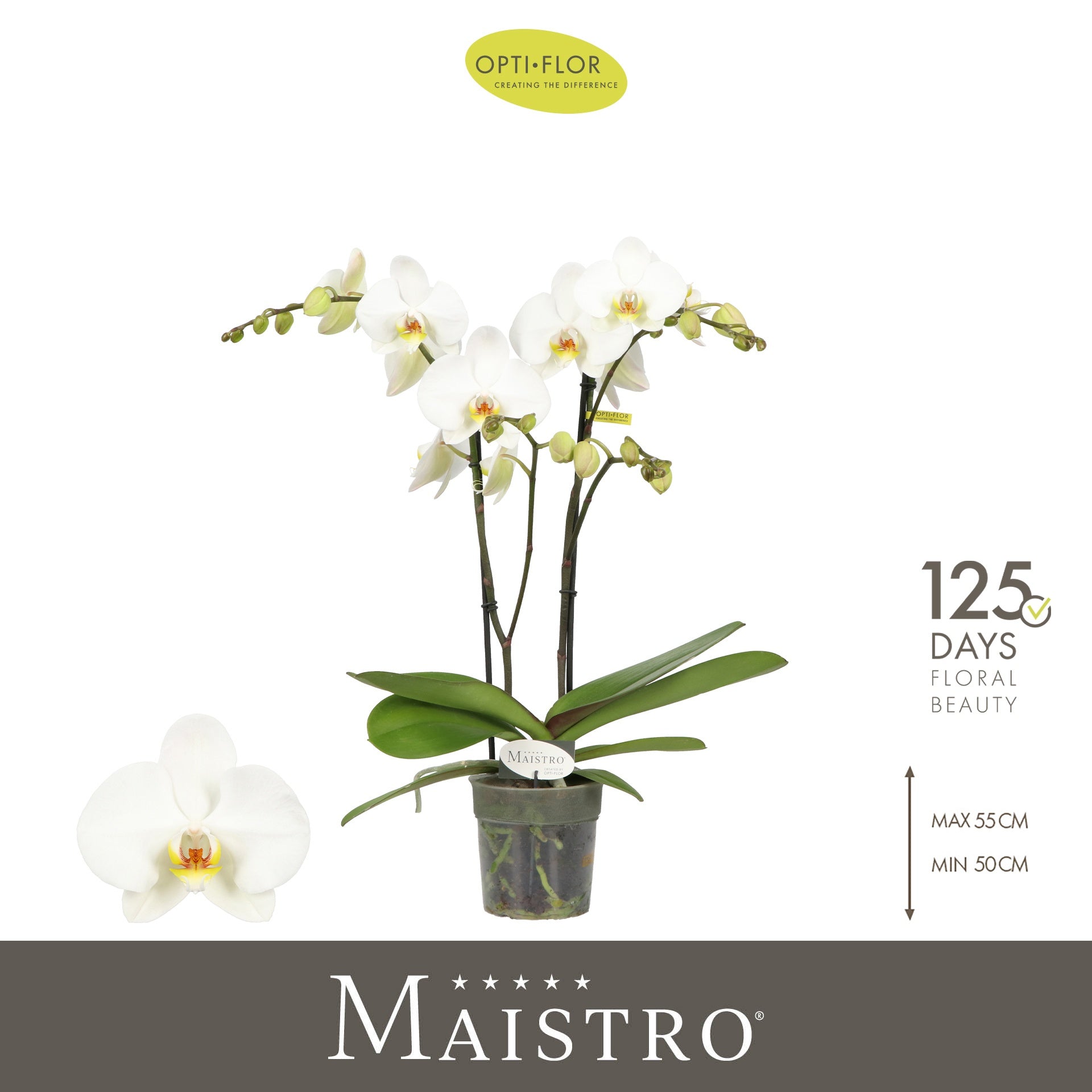 Phal. Maistro Beethoven 50cm 12cm Pot