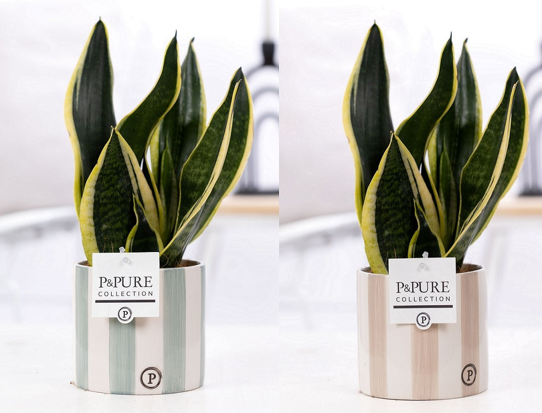 Sansevieria Futura Superba 30cm 12cm Pot