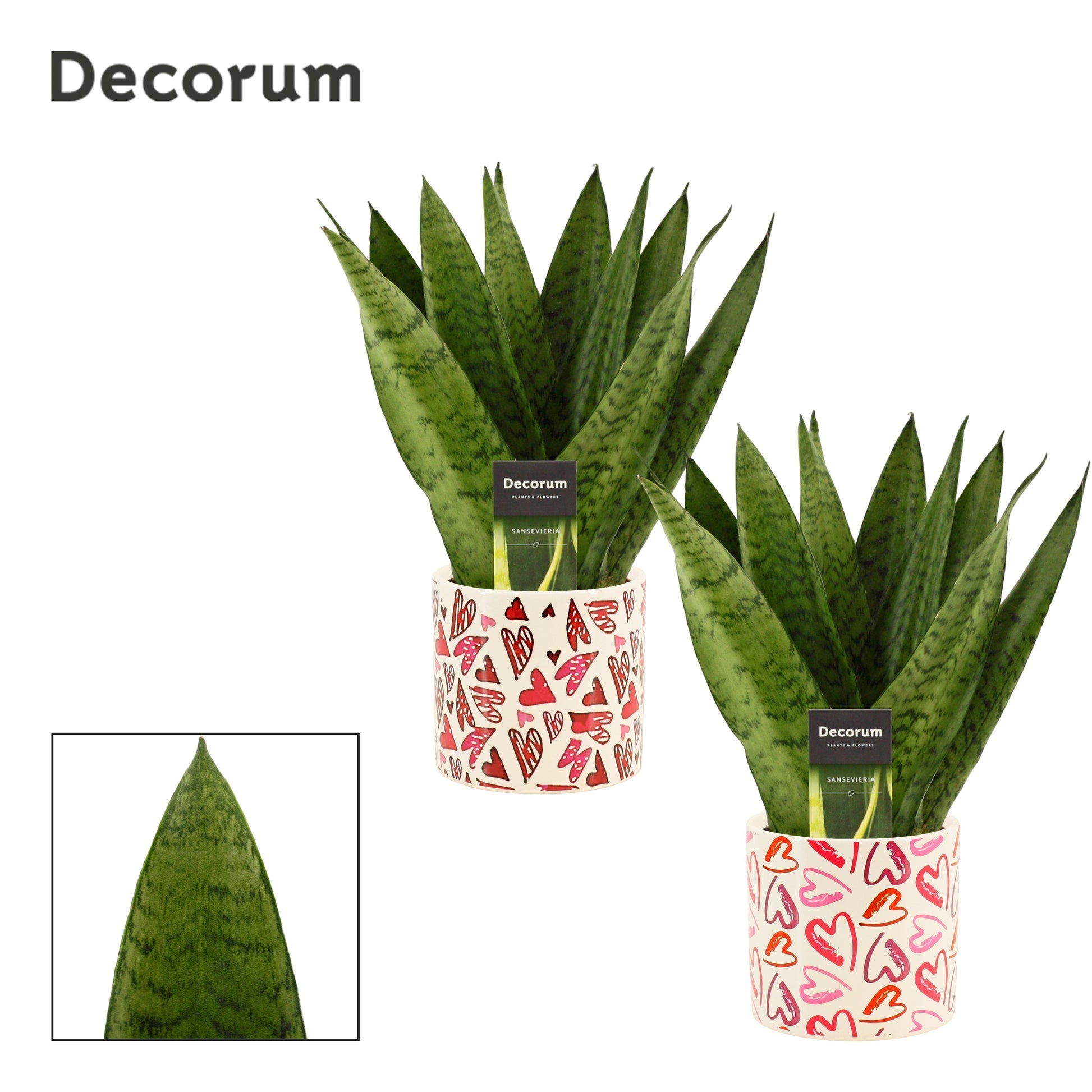 Sansevieria Zeylanica 35cm 12cm Pot
