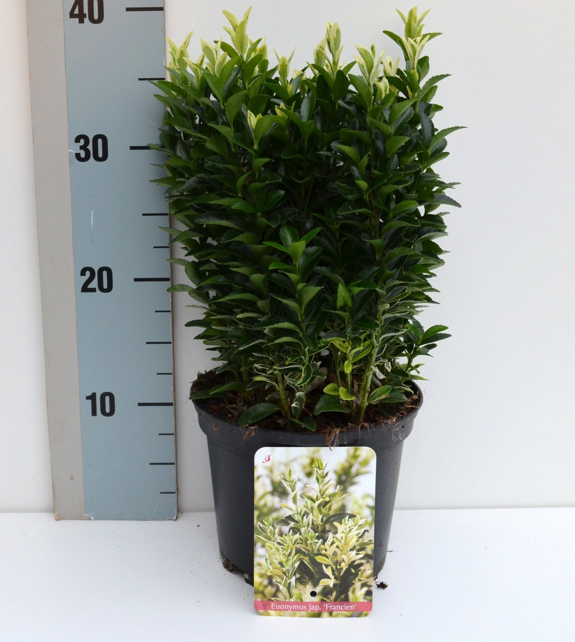 Euonymus Paloma Blanca 25cm 17cm Pot