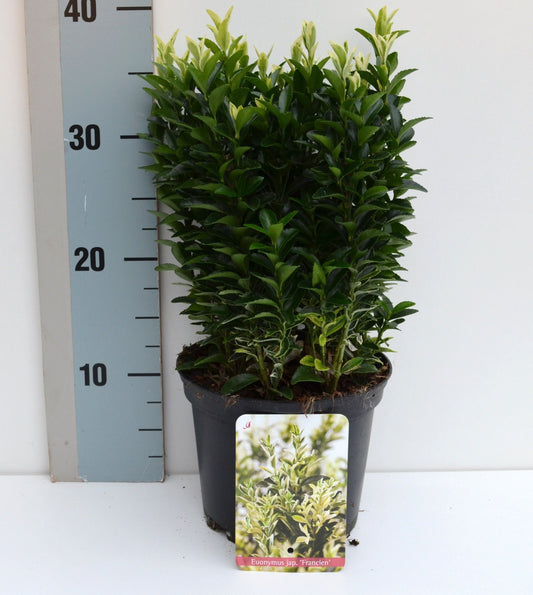Euonymus Paloma Blanca 25cm 17cm Pot