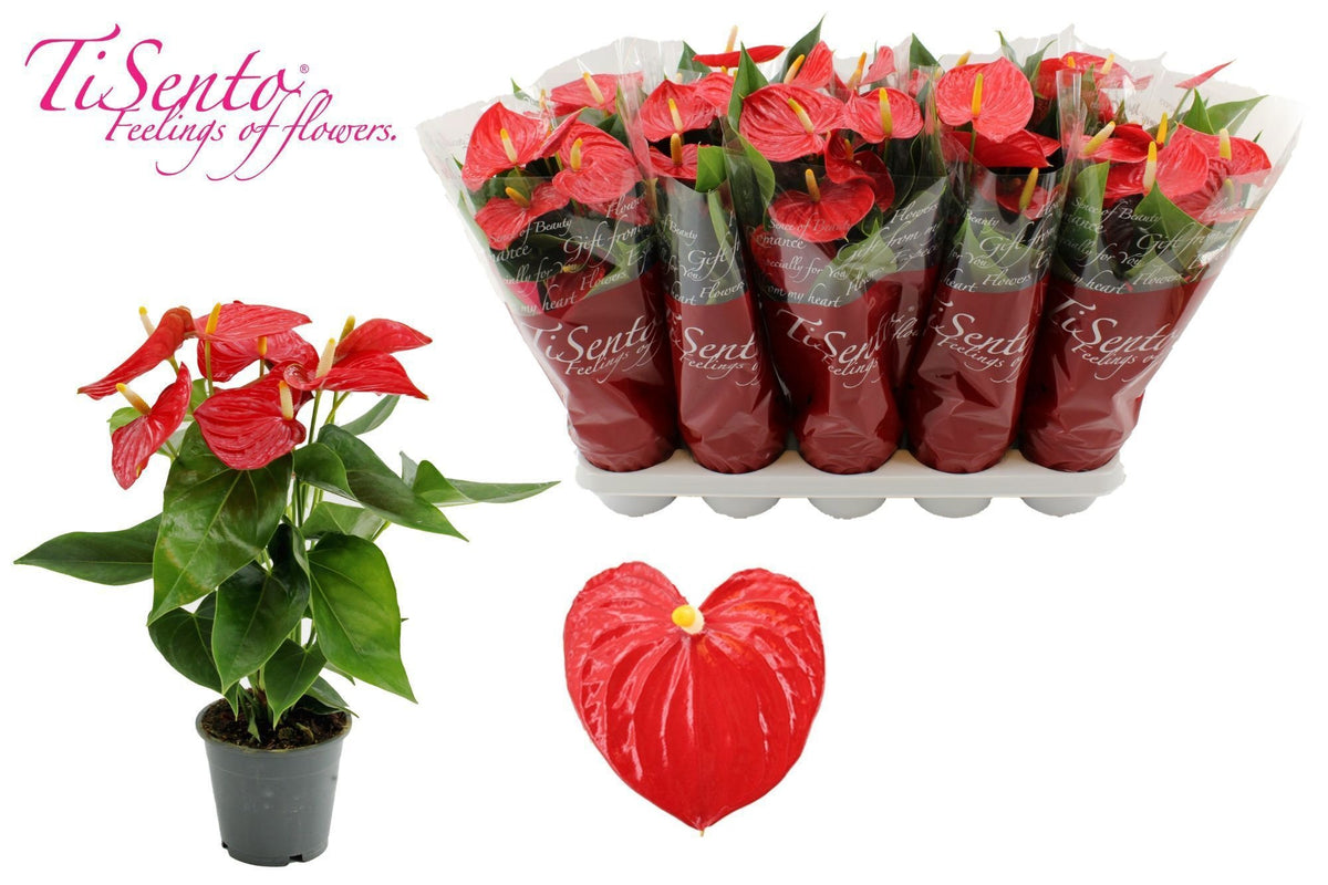 Anthurium Esudo 40cm 12cm Pot