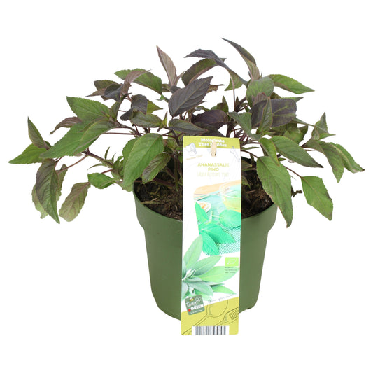 Garden herbs 30cm 14cm Pot