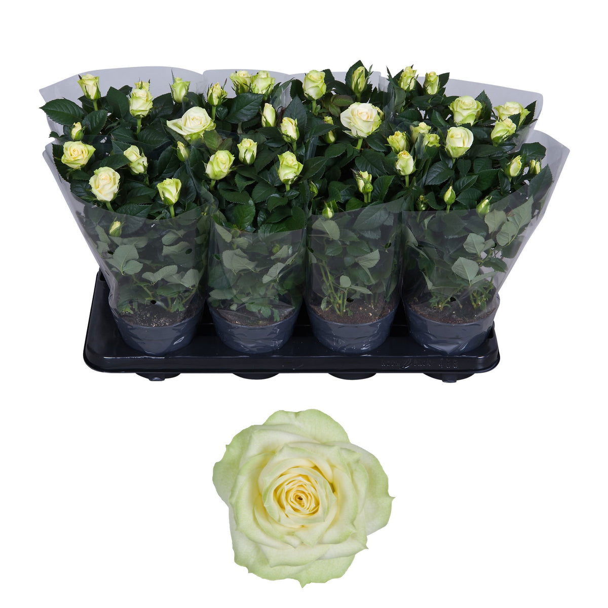 Rosa white 36cm 13cm Pot