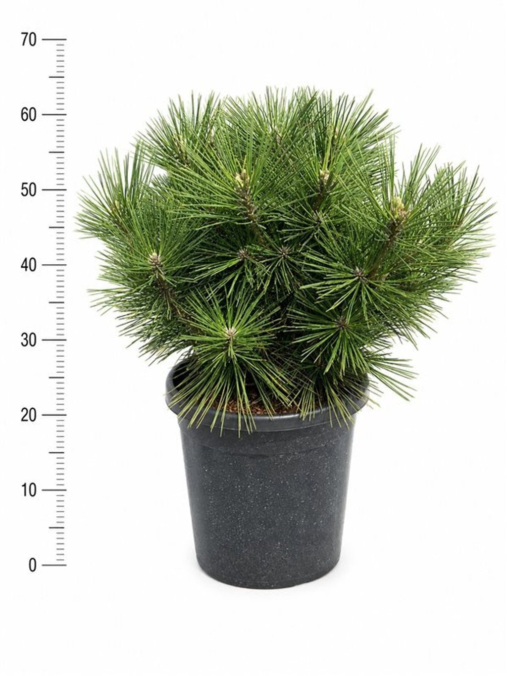 Pinus thunbergii Sayonara 65cm 32cm Pot