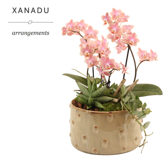 Xanadu Paris 40cm 19cm Pot