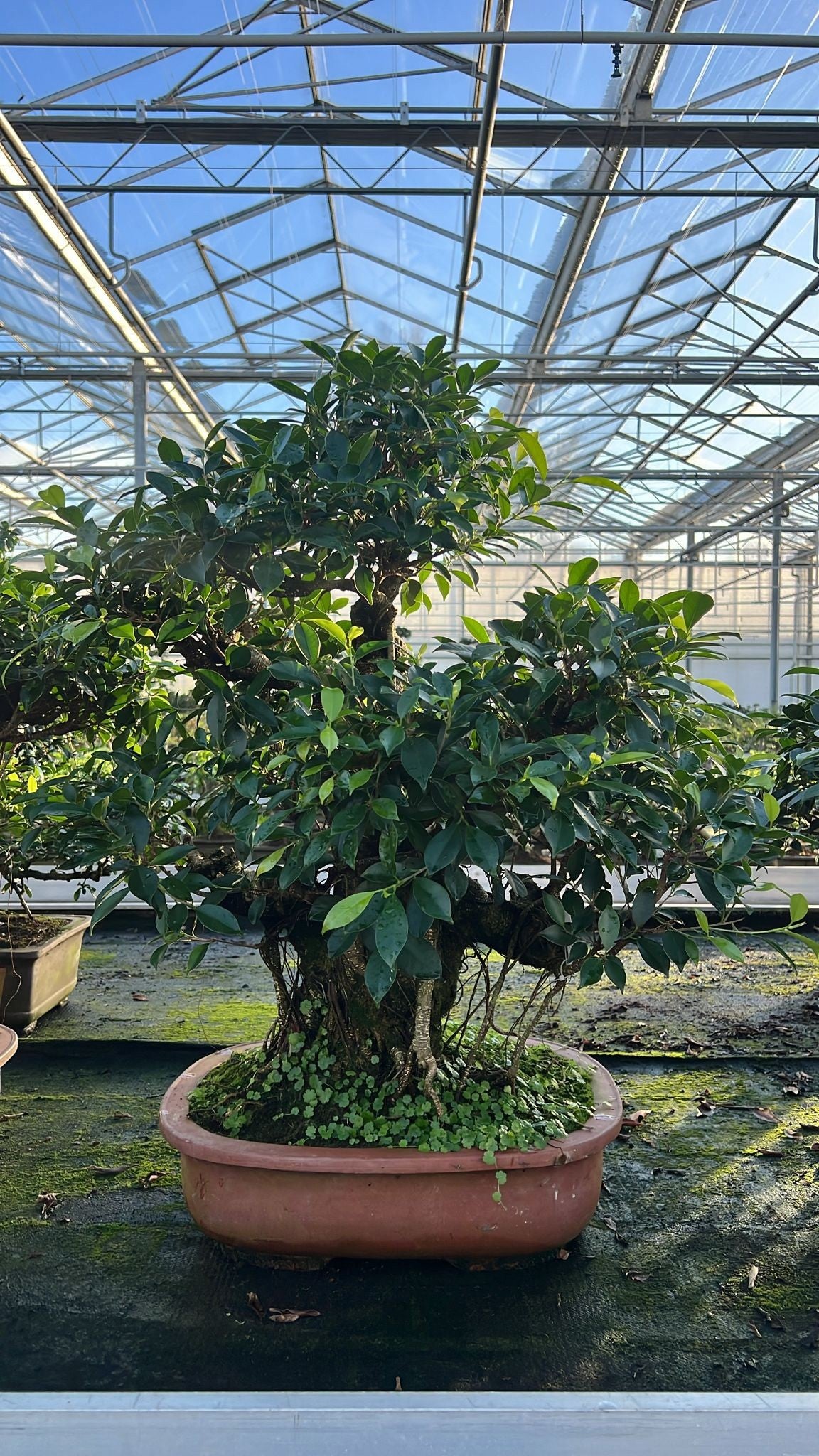 Bonsai Mix 85cm 44cm Pot