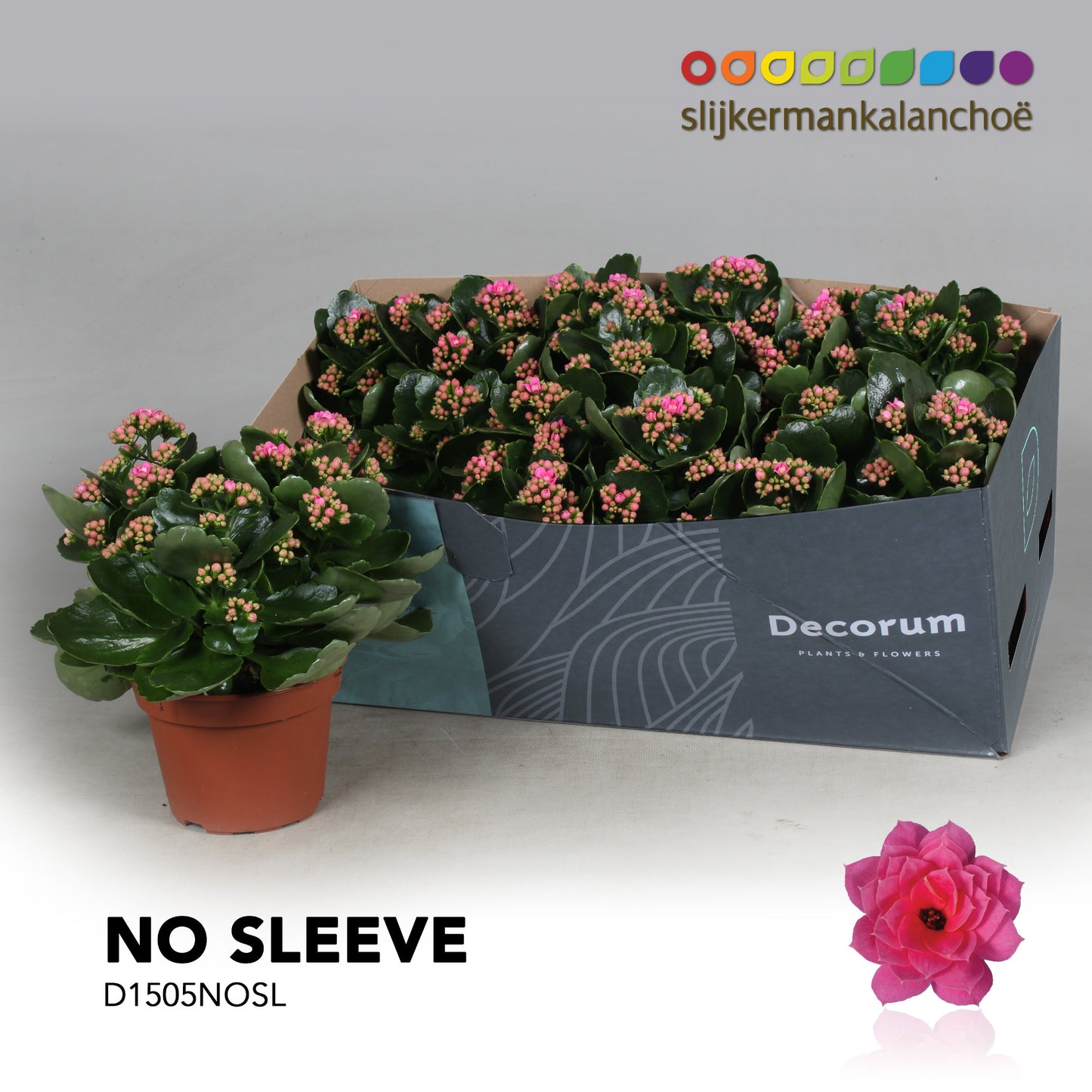 Kalanchoe Serenity Pink 26cm 15cm Pot