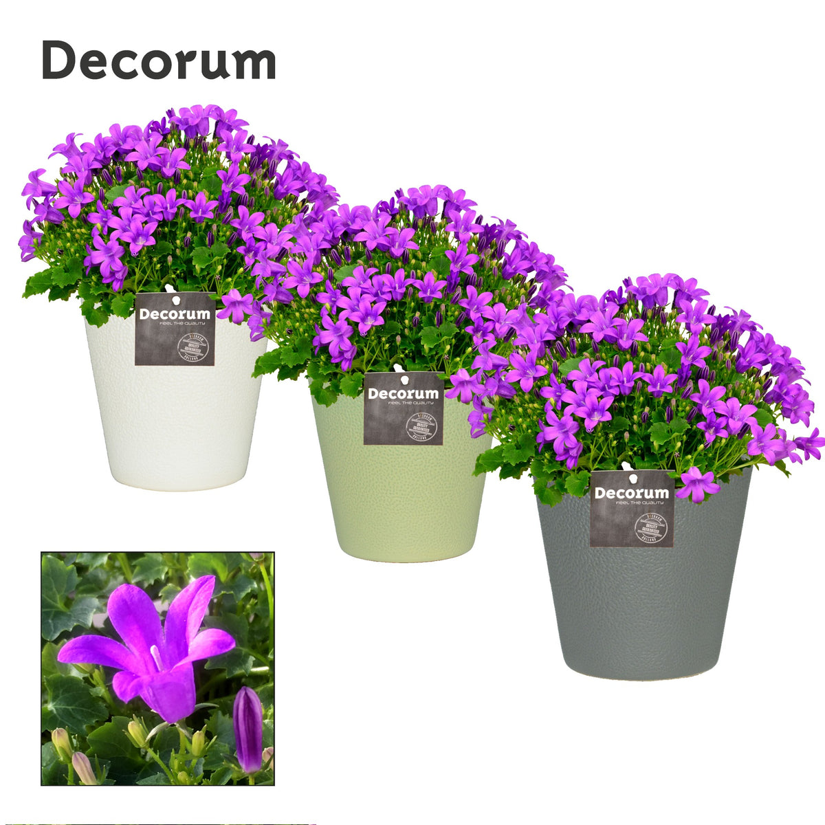 Campanula Porto 17cm 13cm Pot